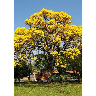 13185 Schizolobium excelsum syn. amazonicum - Yellow Jacaranda