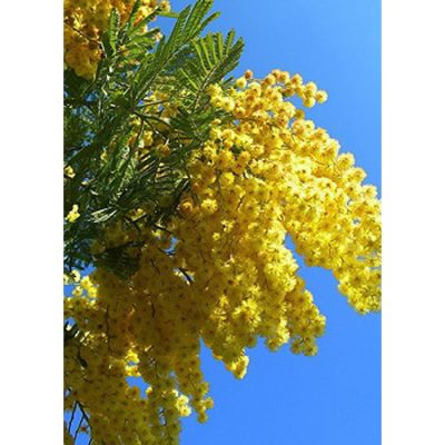 13189 Acacia dealbata - Silver Wattle - Tropical Mimosa Tree