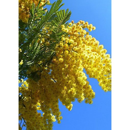 13189 Acacia dealbata - Μιμόζα κίτρινη
