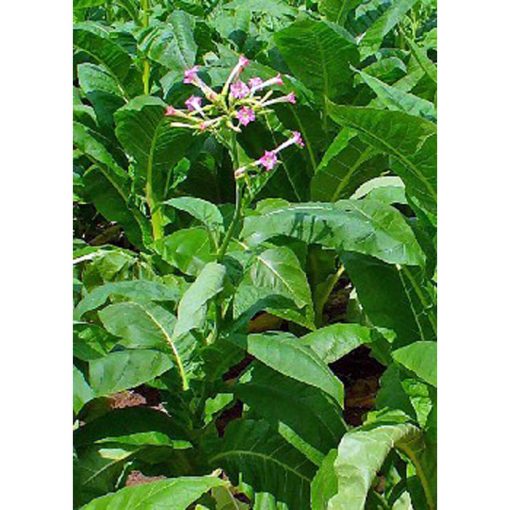 13218 Nicotiana tabacum - Genuine Culture Tobacco Peti Havana