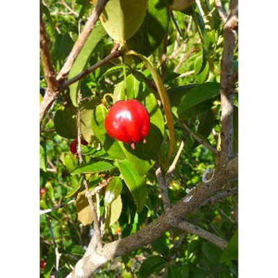 13223 Malpighia glabra L. - Acerola - Barbados cherry