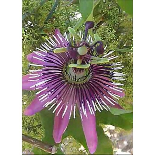 13228 Passiflora x violacea - Πασιφλόρα - Ρολόι - Βιολετί