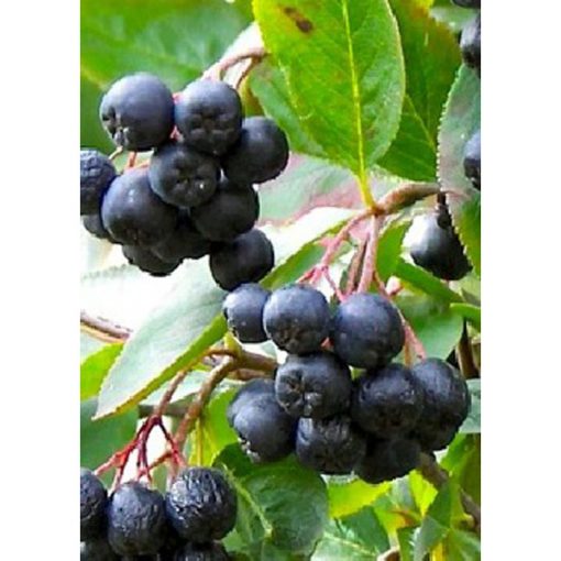 13233 Aronia melanocarpa - Black Chokeberry