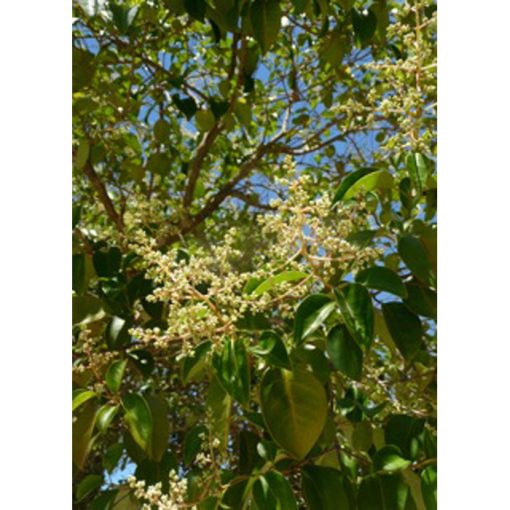 13237 Cinnamomum camphora syn. Laurus camphora - Camphor Tree