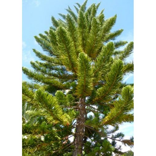 13246 Auraucaria heterophylla - Norfolk Island pine