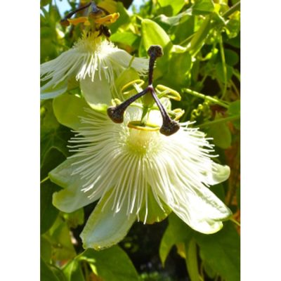 13249 Passiflora caerulea white - Πασιφλόρα - Ρολόι λευκή