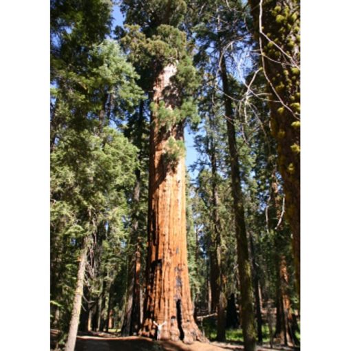 13290 Sequoiadendron gigantea - California Giant Redwood