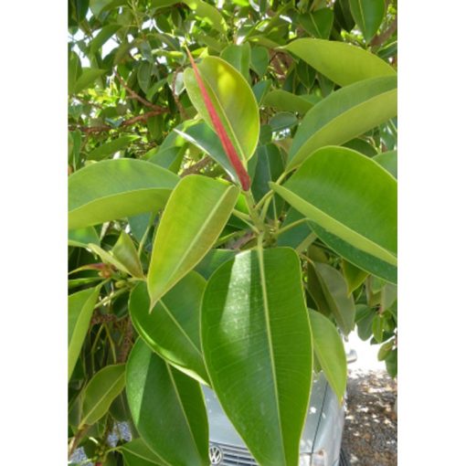 13300 Ficus elastica - Rubber Plant
