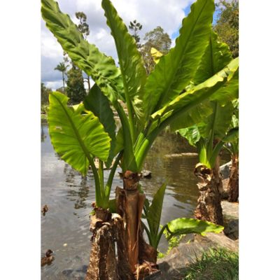 13338 Typhonodorum lindleyanum - Giant Water Banana