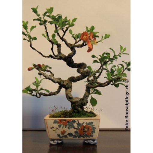 Σπόροι Bonsai – 14984 Chaenomeles japonica