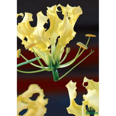 20017 Gloriosa lutea - Flame Lily – Yellow