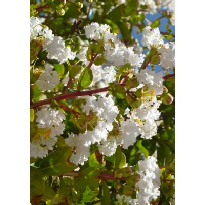 20054 Lagerstroemia indica white - Crepe myrtle - White