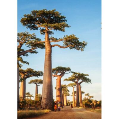 20277 Adansonia suarezensis - Madagaskar Boabab