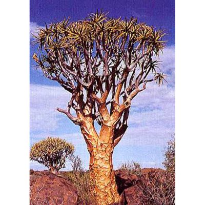12571 Aloe dichotoma - Kokerboom