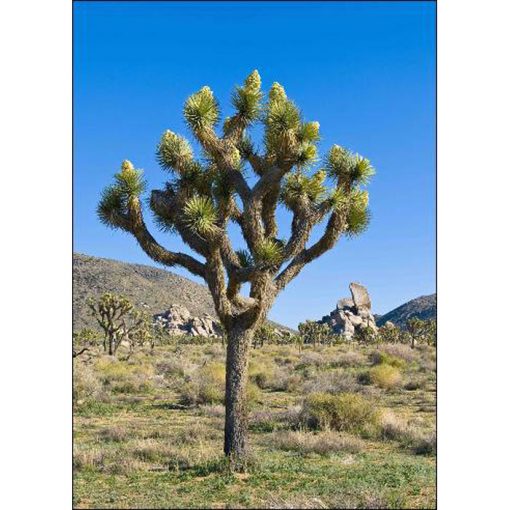 12917 Yucca brevifolia - Δέντρο του Ιησού του ναυή
