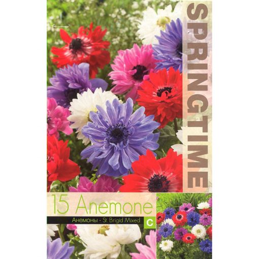 9111 Anemone – Ανεμώνη St. Brigit Mixed