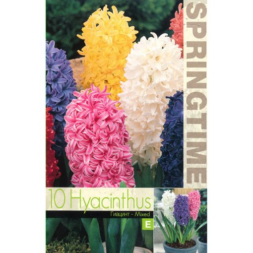 9190 Hyacinthus Mixed