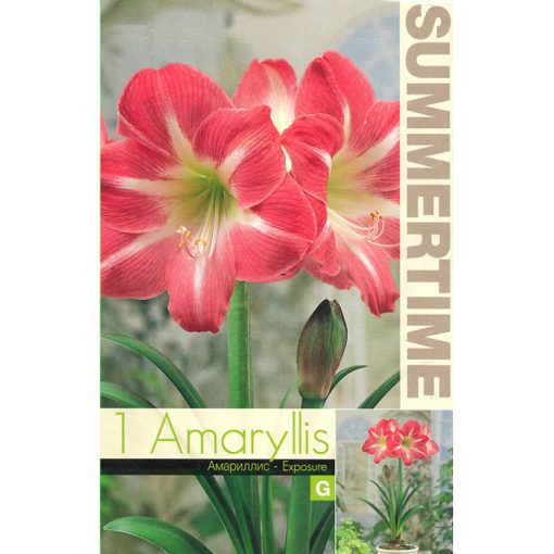 9252 Amaryllis – Αμαρυλλίς Exposure