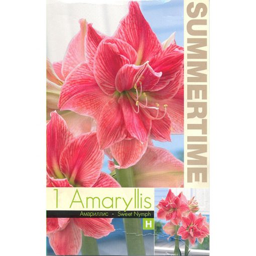 9333 Amaryllis – Αμαρυλλίς Sweet Nymph