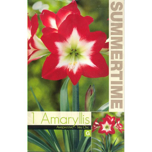 9335 Amaryllis – Αμαρυλλίς Tres Chic