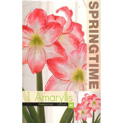 9348 Amaryllis – Αμαρυλλίς Spotlight