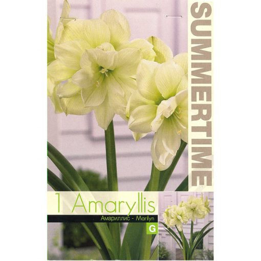 9374 Amaryllis – Αμαρυλλίς Marylin