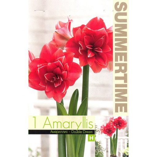 9382 Amaryllis – Αμαρυλλίς Double Dream