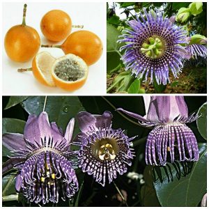Home Garden 15 Seeds Orange Yellow Colombia Passion Fruit,Granada, Passiflora Ligularis,Sweet Granadilla Seeds Free Shipping