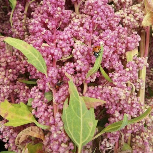 Σπόροι Κινόα – DF 1672 Quinoa Biobio (Chenopodium quinoa)