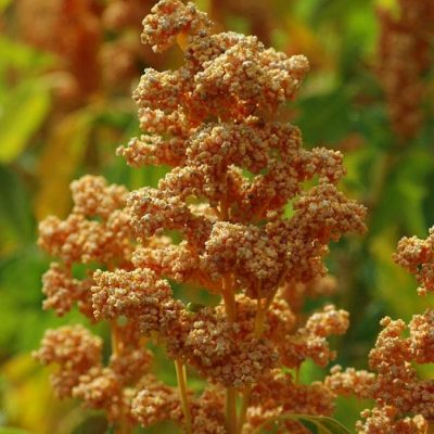 Quinoa Seeds – DF 1674 Quinoa Oro de Valle (Chenopodium quinoa)