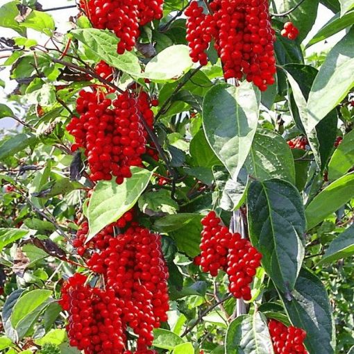 ASK 1006 Schisandra chinensis - Σχιζάνδρα