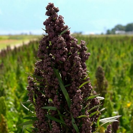 Quinoa Seeds – DF 913400 Quinoa Colorado Black (Chenopodium quinoa)