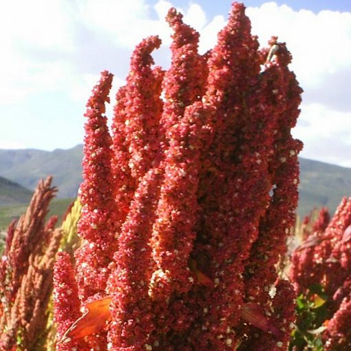 Quinoa Seeds – DF 913401 Quinoa Royal Red (Chenopodium quinoa)