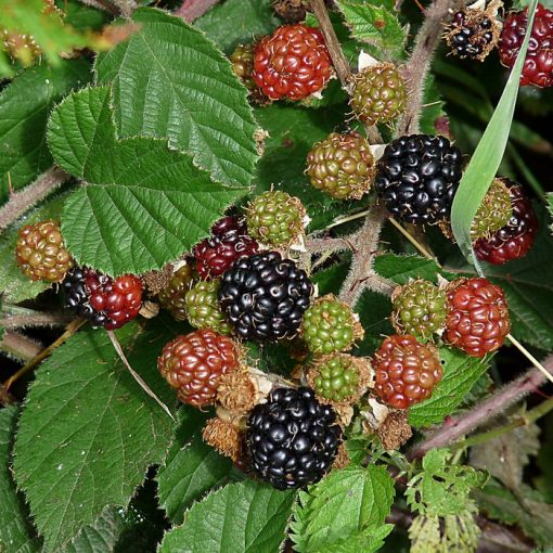 SG 1102 Rubus fruticosus - Βατόμουρο μαύρο