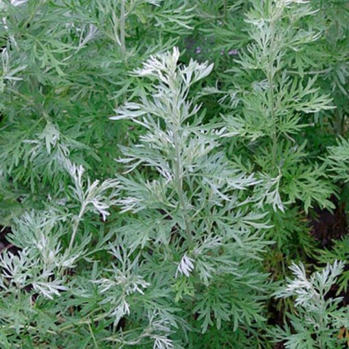 TK 032 Artemisia absinthium - Αρτεμισία ψηλή - Αψιθιά