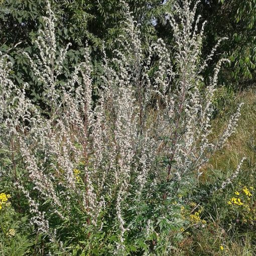 TK 036 Artemisia vulgaris - Αρτεμισία κοινή - Λεβιθόχορτο