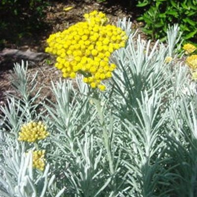 TK 1229 Helichrysum italicum - Ελίχρυσο - Κάρι - Ψευδοκάρι