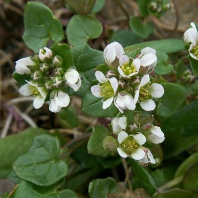 TK 142 Cochlearia officinalis - ΒΙΟ - Χρένο