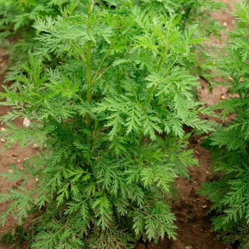TK 389 Artemisia annua - Αψιθιά κινέζικη