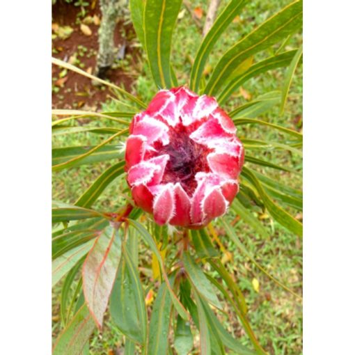 13725 Protea neriifolia - Pink