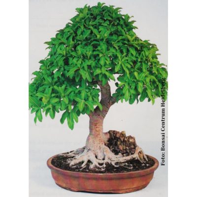 Σπόροι Bonsai – 14983 Ficus microcarpa