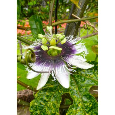 20091 Passiflora edulis "Purple Giant" - Πασιφλόρα - Ρολόι φαγώσιμη μοβ καρπός
