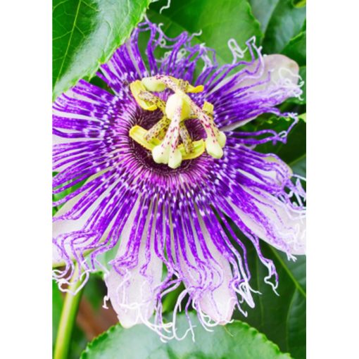 20106 Passiflora maliformis syn. P. ornata - Wilde Purple Passion Flower