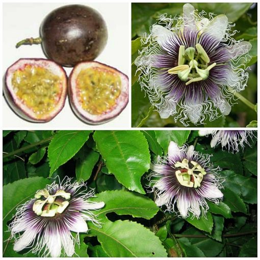 ΜΤ 16704 Passiflora Purple Giant (Passiflora edulis)