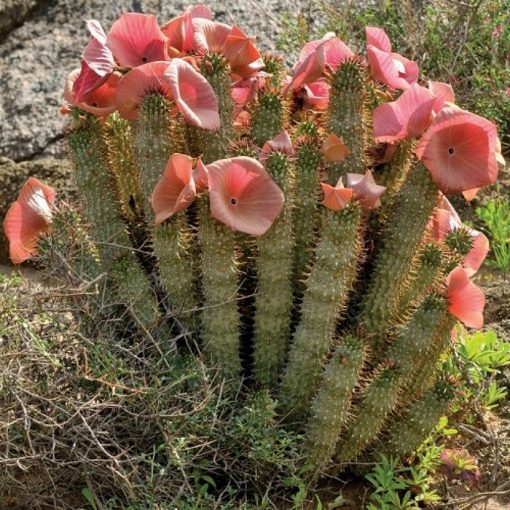 Cacti and Succulents Seeds – 19983 Hoodia gordonii