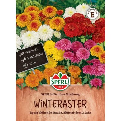 85056 - Chrysanthemum indicum