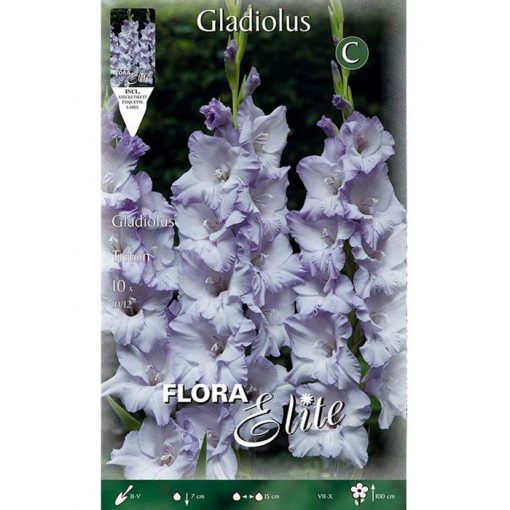 805226 Gladiolus – Γλαδιόλα Triton