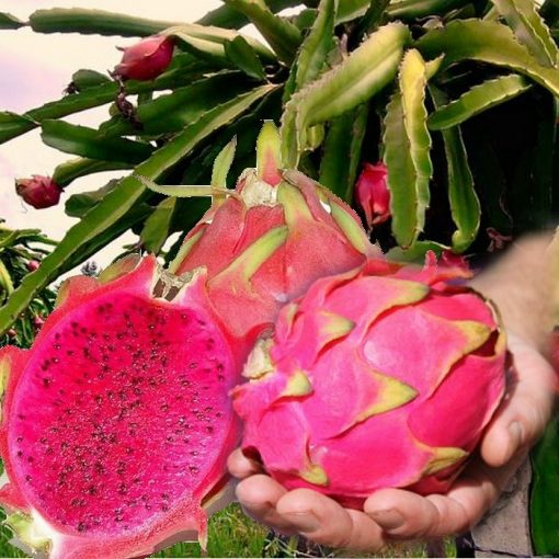 EF 12301763 Pitaya, Pitahaya, Dragonfruit red – Το φρούτο του δράκου κόκκινο κοκκινόσαρκο (Hylocereus polyrhizus)