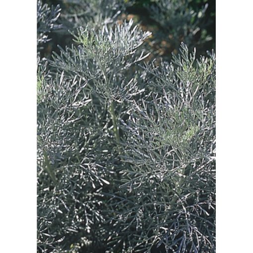 17536 Artemisia absinthum - Αρτεμισία - Αψιθιά