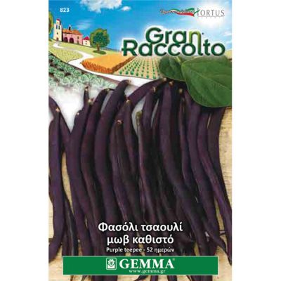FAG 823 - Φασόλι ταουλί μωβ καθιστό - Phaseolus vulgaris "Purple Teepee"